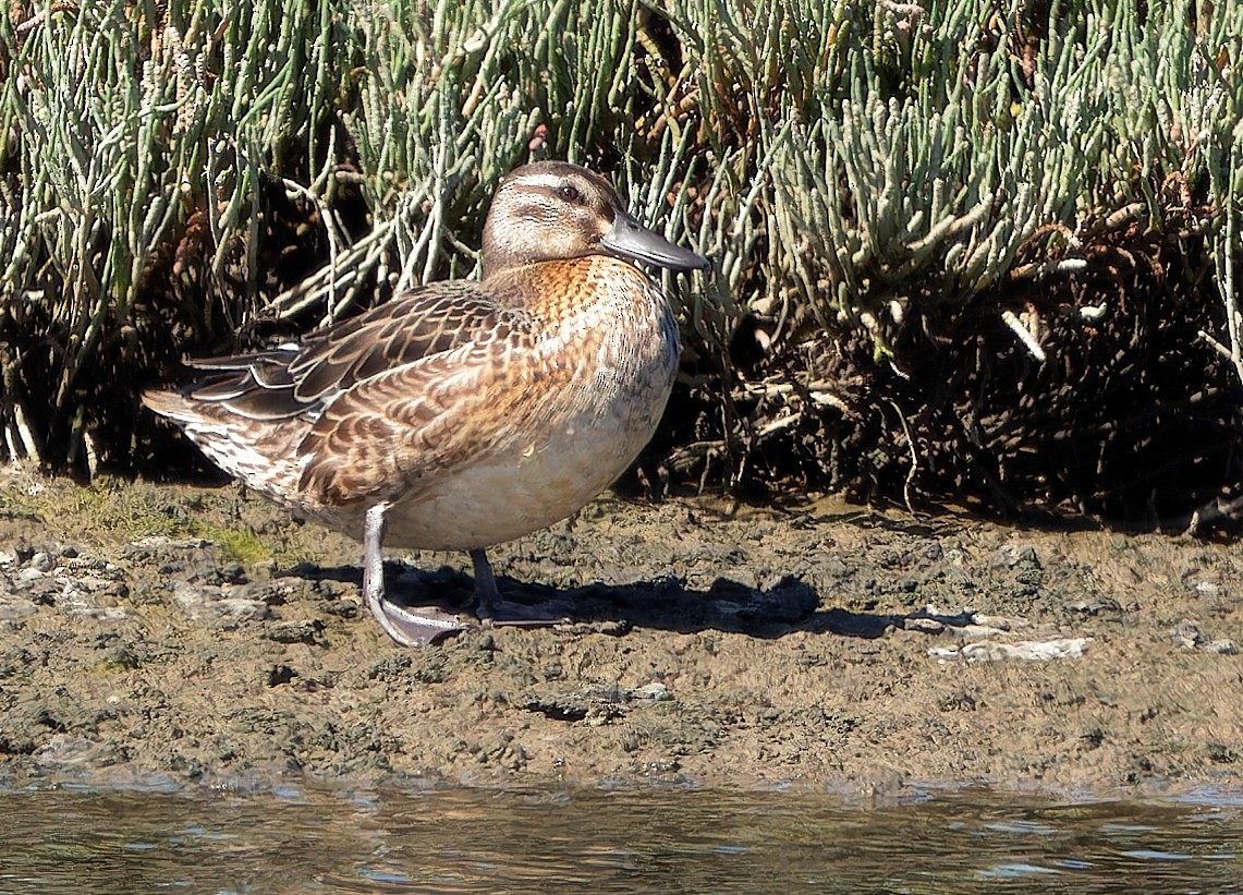 Garganey - ML624319327