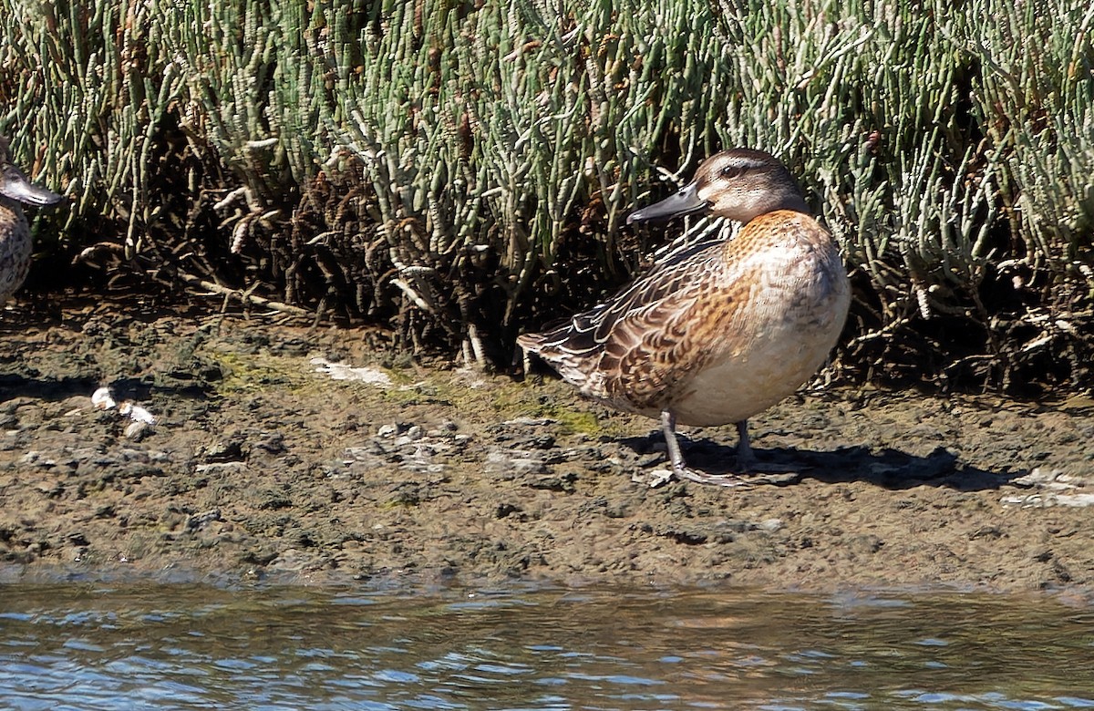 Garganey - ML624319328