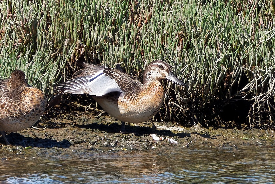 Garganey - ML624319329