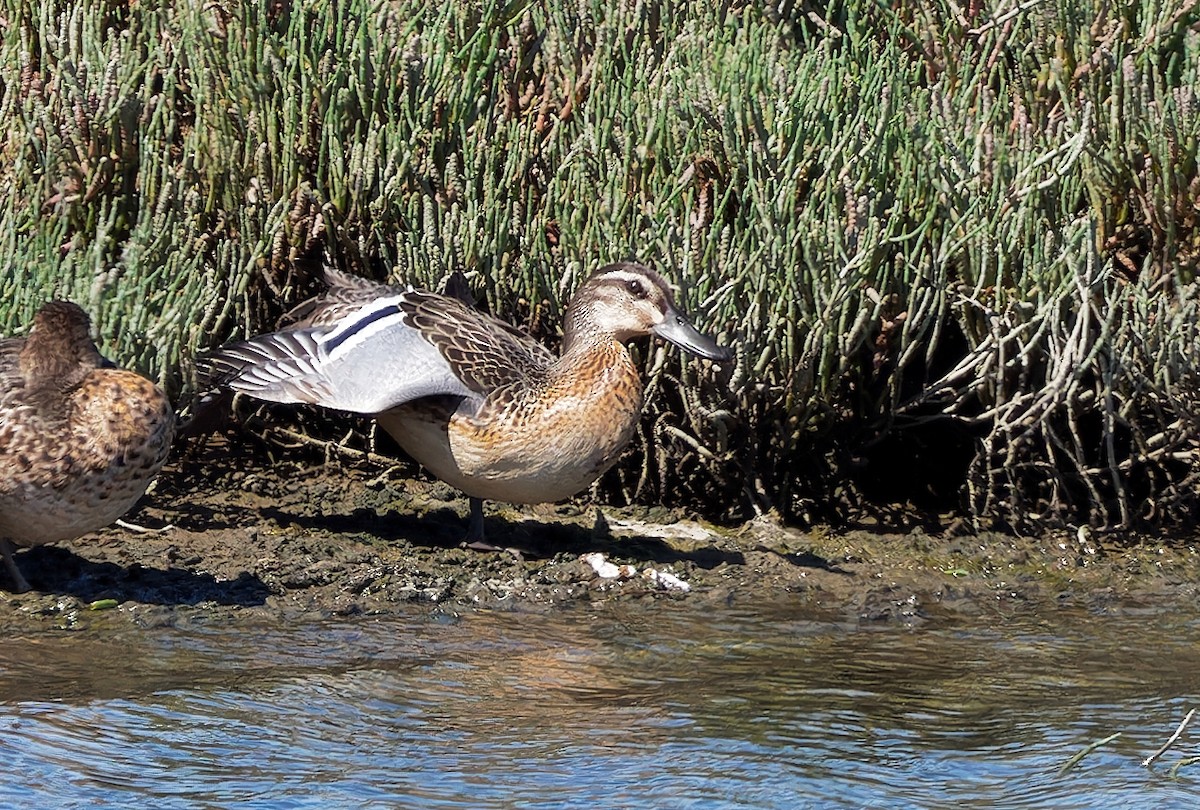 Garganey - ML624319330