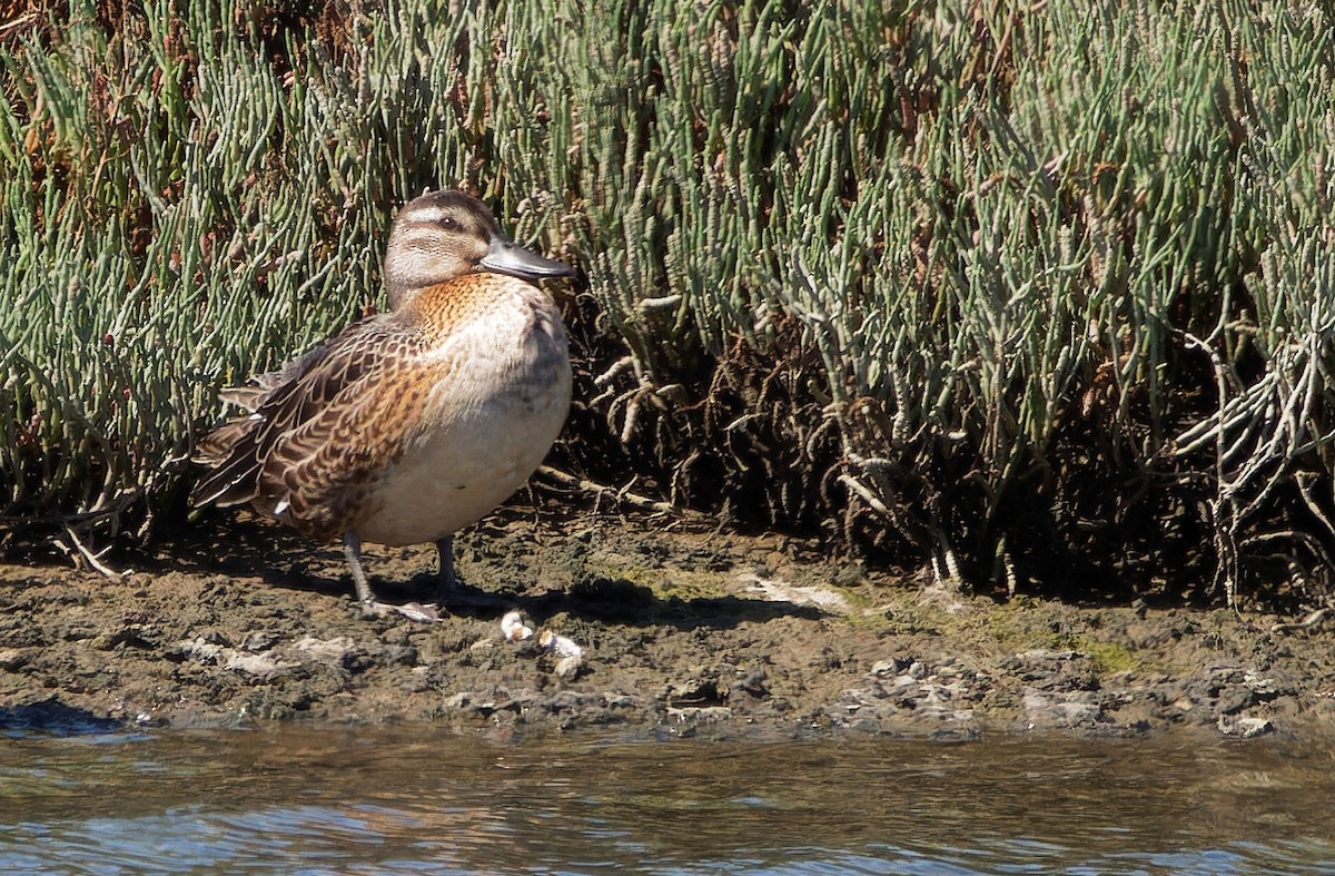 Garganey - ML624319331