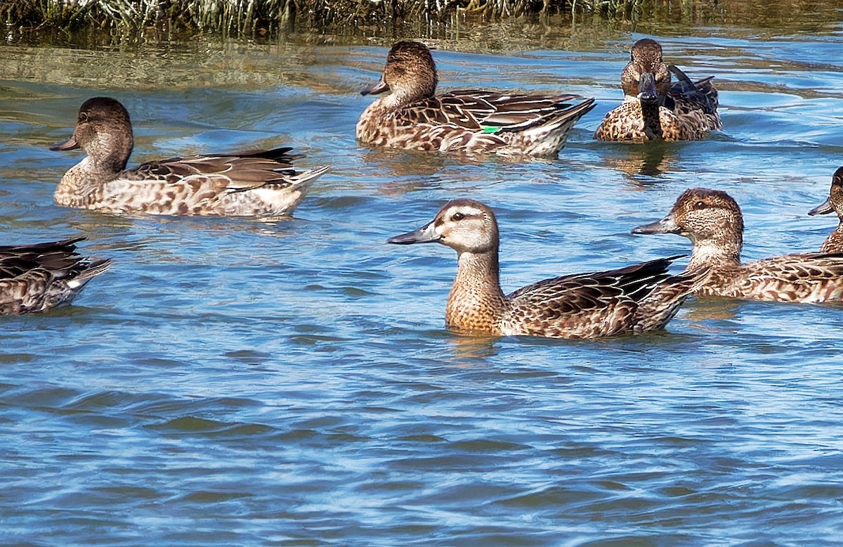 Garganey - ML624319332