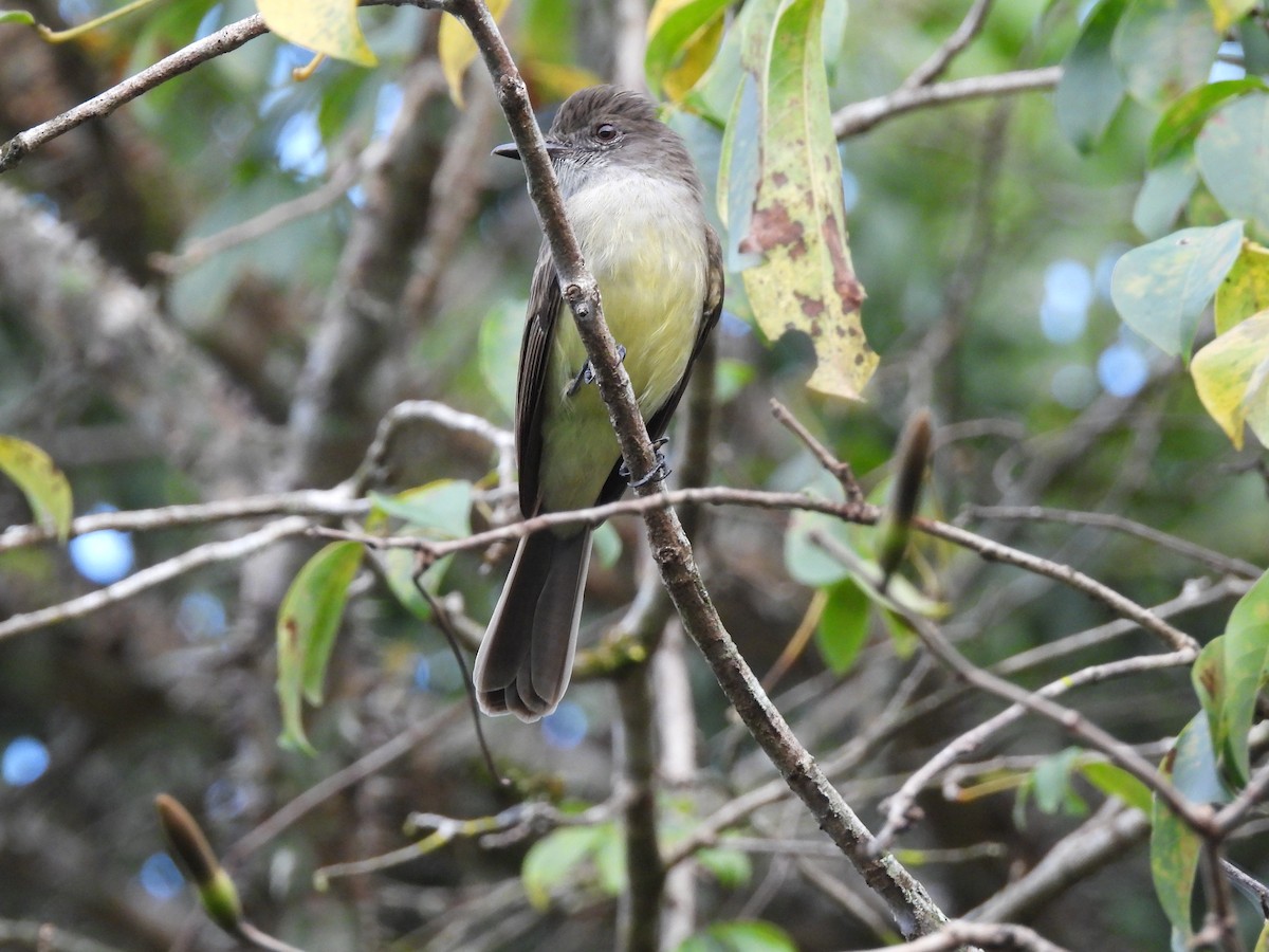 Dusky-capped Flycatcher - ML624319590