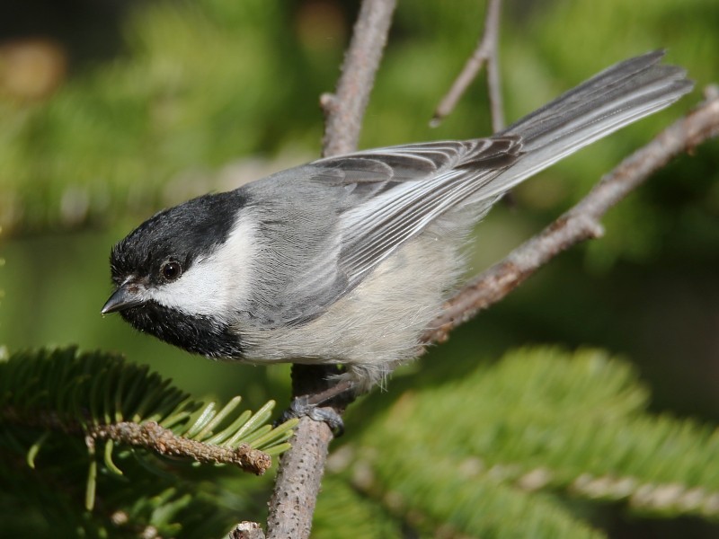 Black-capped Chickadee - ML62431961