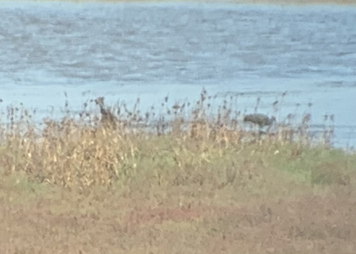 White-faced Ibis - ML624319625