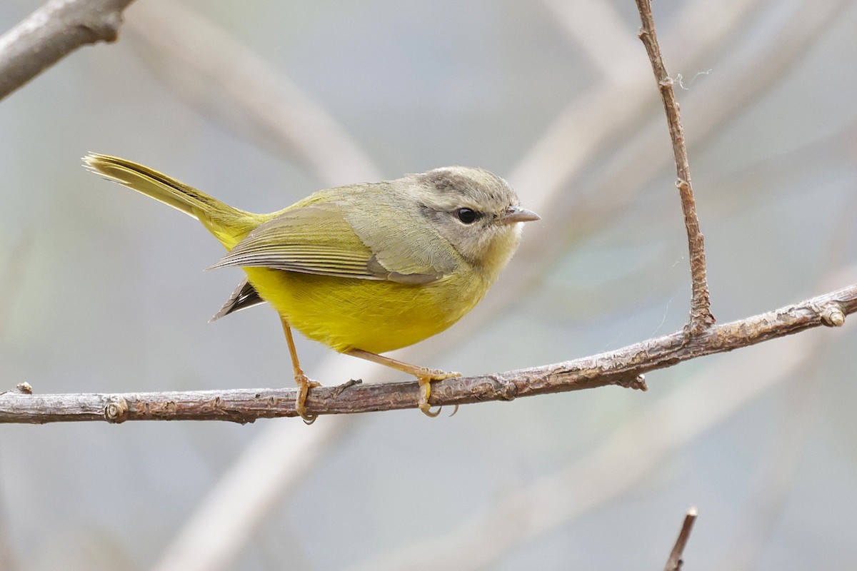 Three-banded Warbler - ML624319630