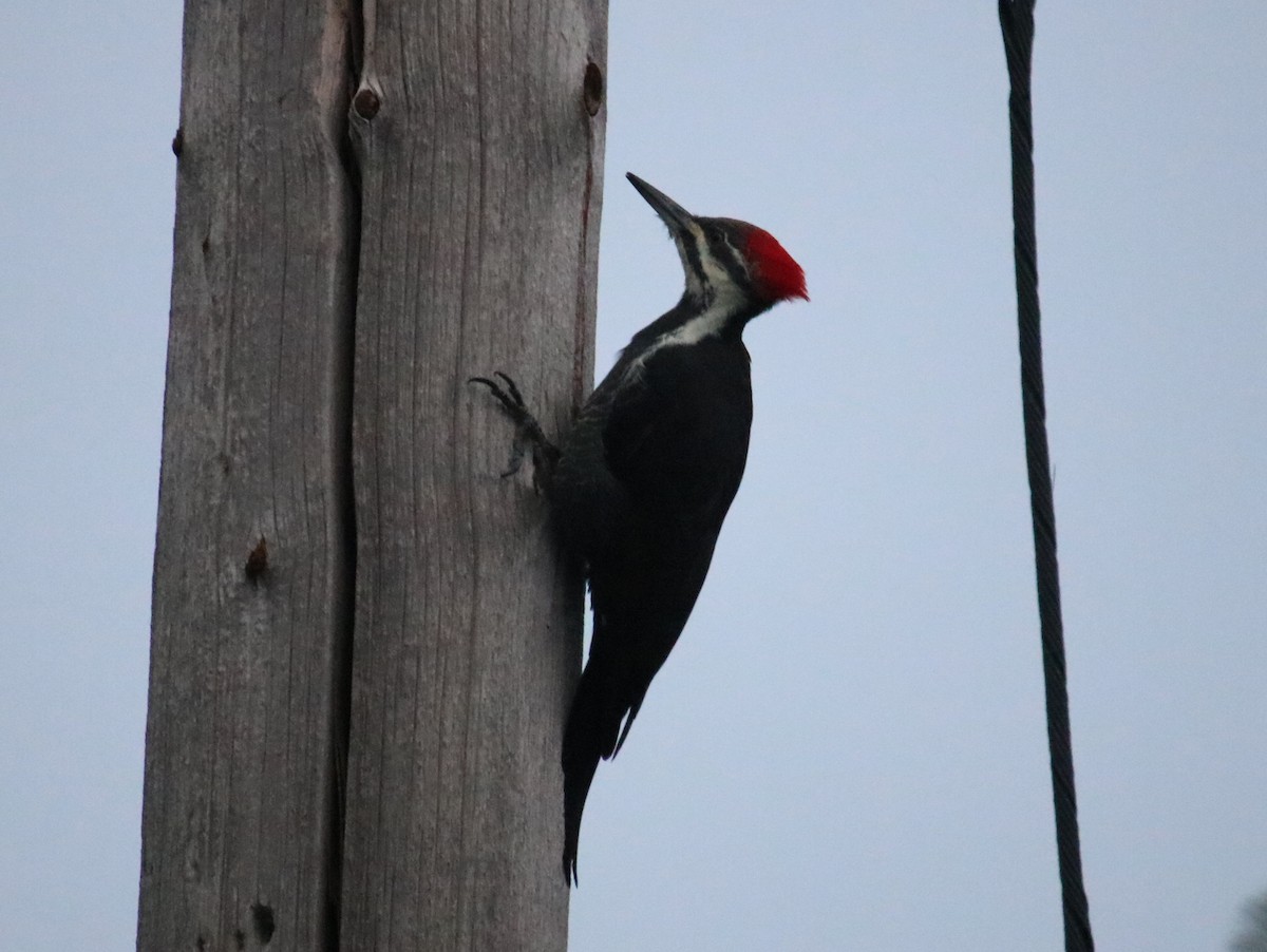 Pileated Woodpecker - ML624319659