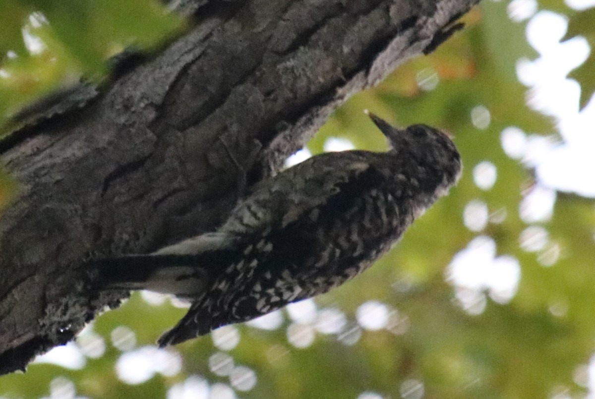 Yellow-bellied Sapsucker - ML624319666