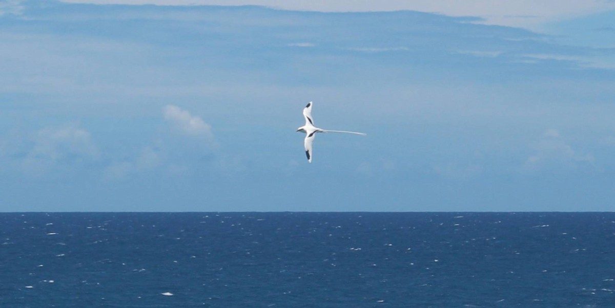 White-tailed Tropicbird - ML624319694
