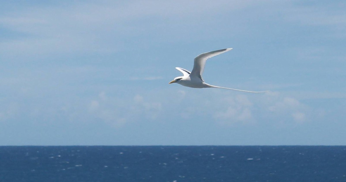 White-tailed Tropicbird - ML624319695