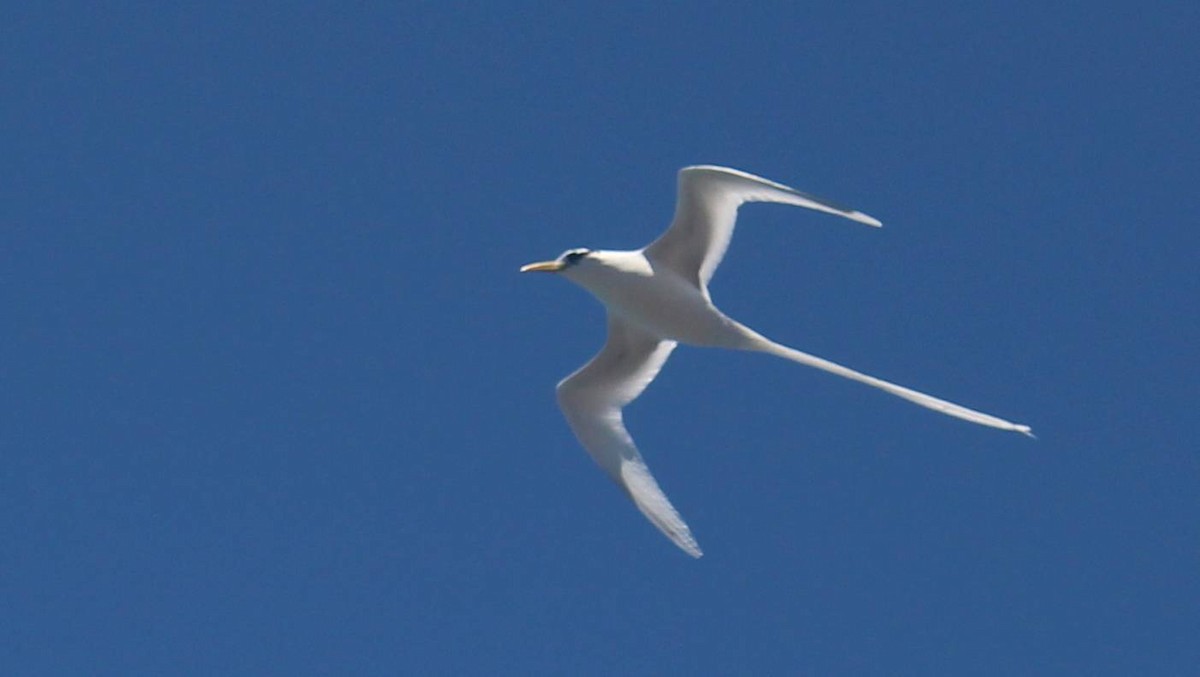 White-tailed Tropicbird - ML624319696