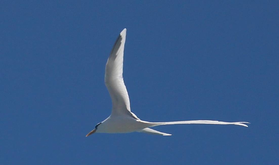 White-tailed Tropicbird - ML624319697