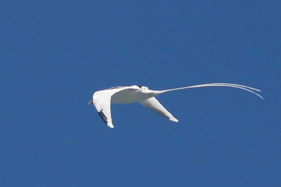 White-tailed Tropicbird - ML624319698