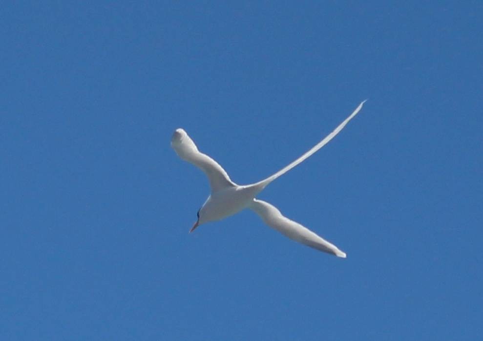 White-tailed Tropicbird - ML624319699
