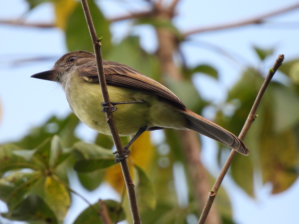 Brown-crested Flycatcher - ML624319703