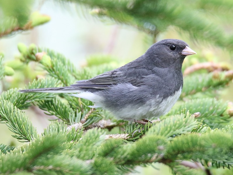 Junco Ojioscuro (hyemalis/carolinensis) - ML62431971