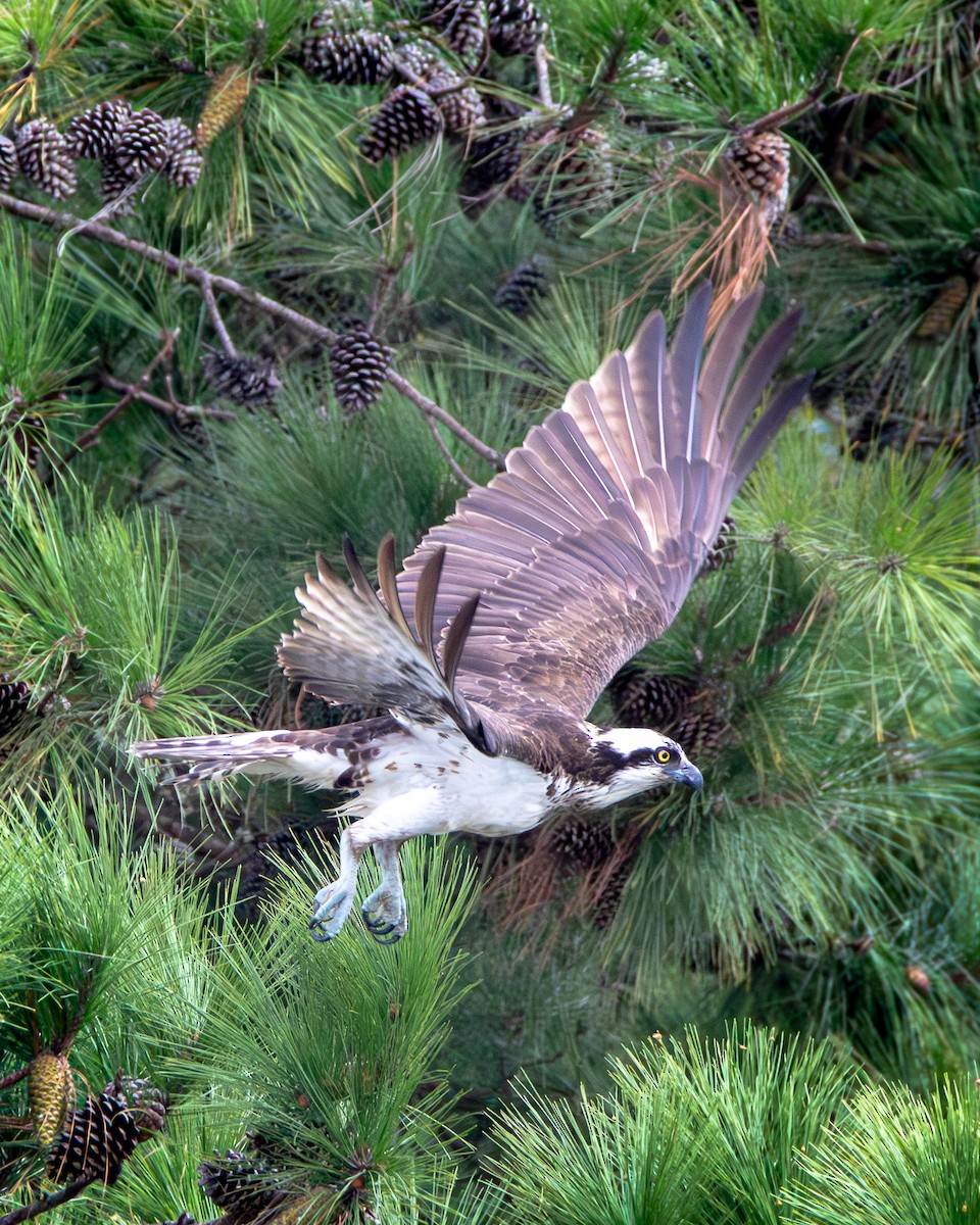Osprey (American) - ML624319780