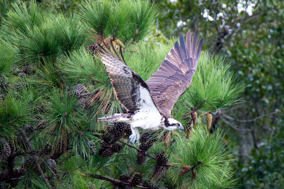 Osprey (American) - ML624319782