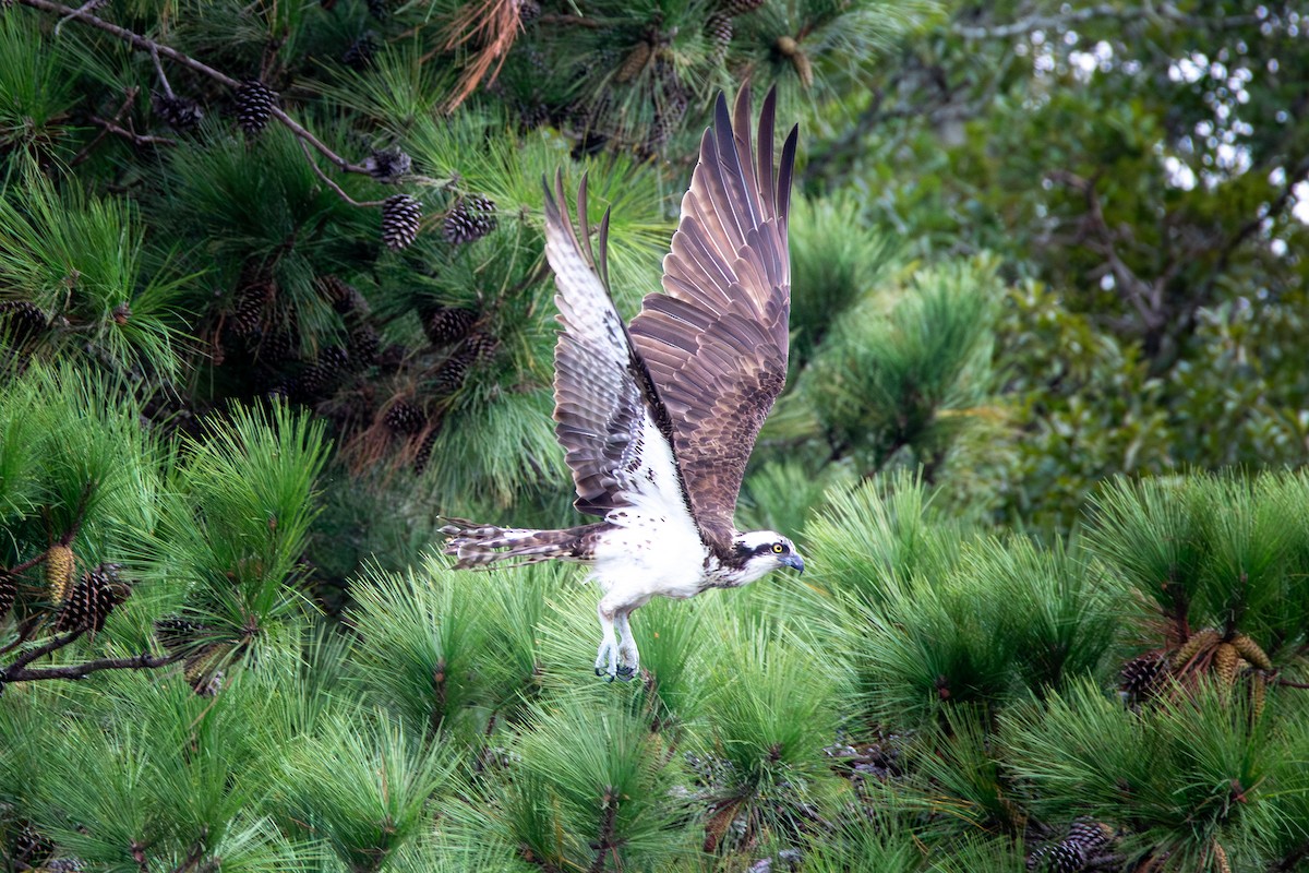 Osprey (American) - ML624319783