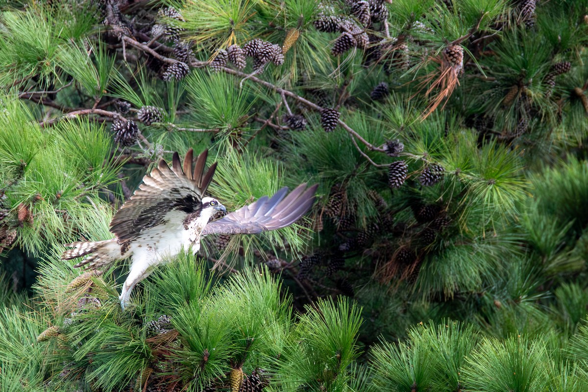 Osprey (American) - ML624319784