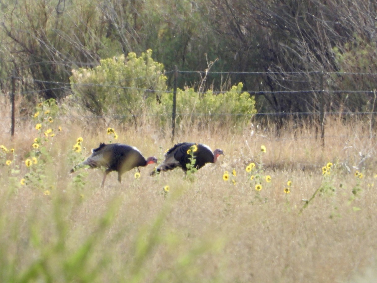 Wild Turkey - Whitney Heim