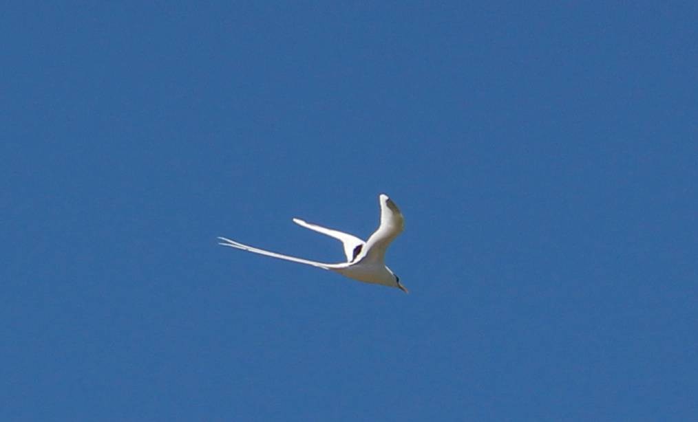 White-tailed Tropicbird - ML624319915