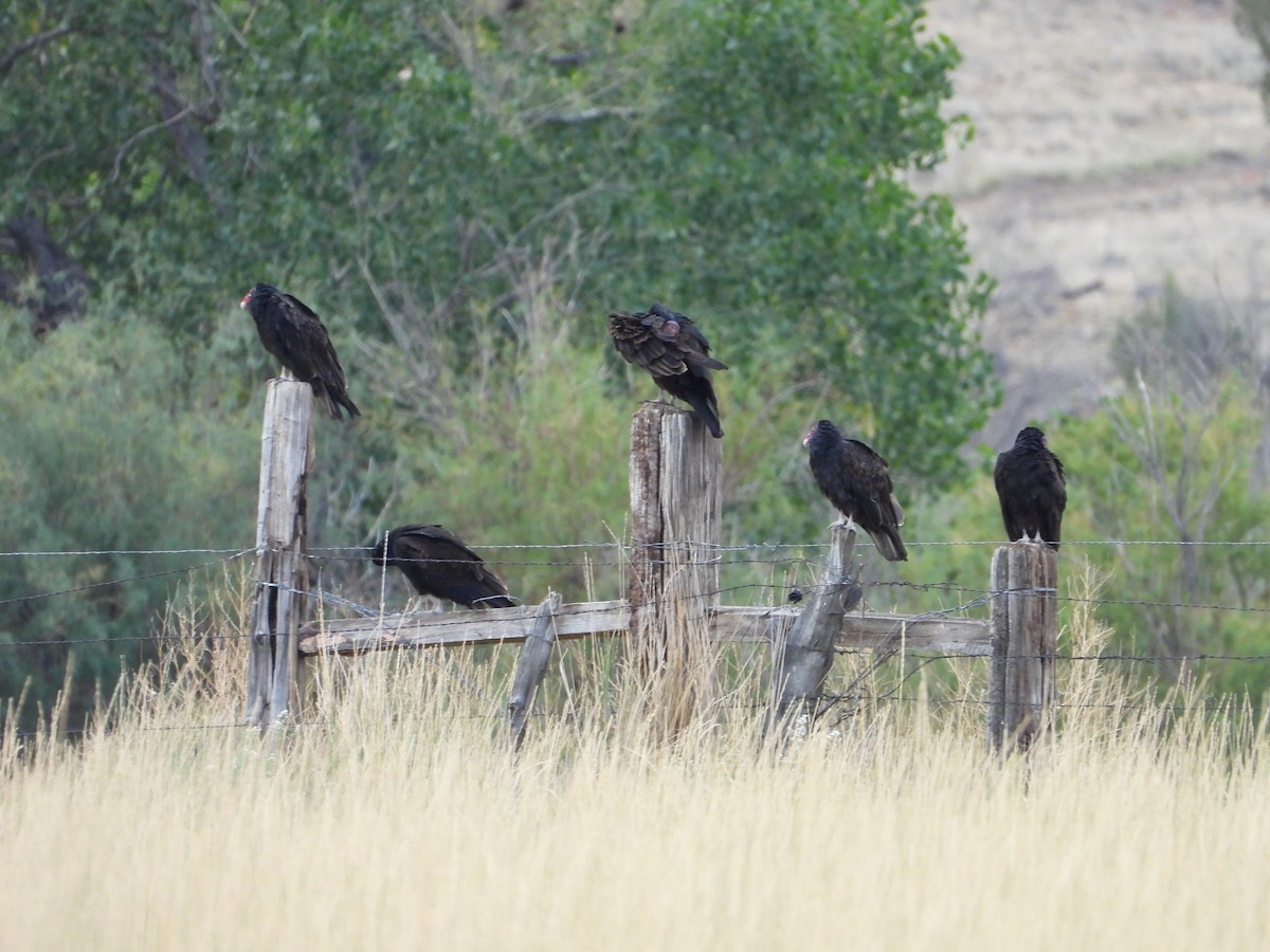 Turkey Vulture - ML624319926