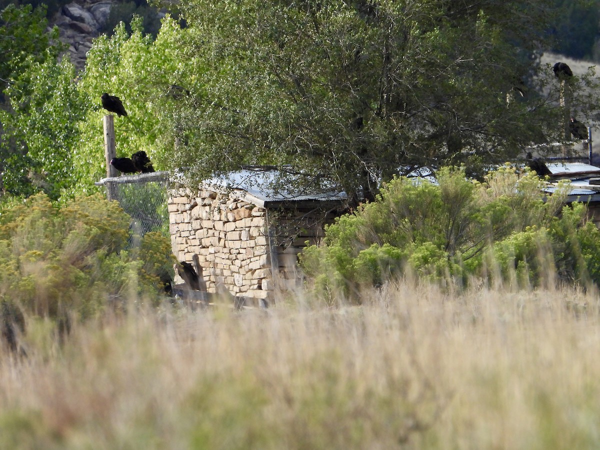 Turkey Vulture - ML624319928