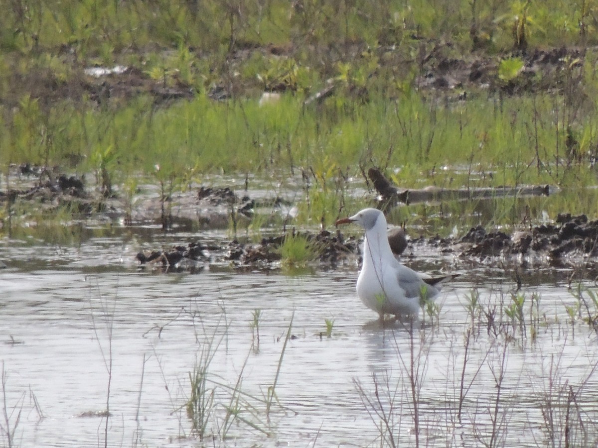 Gabbiano testagrigia - ML624319935