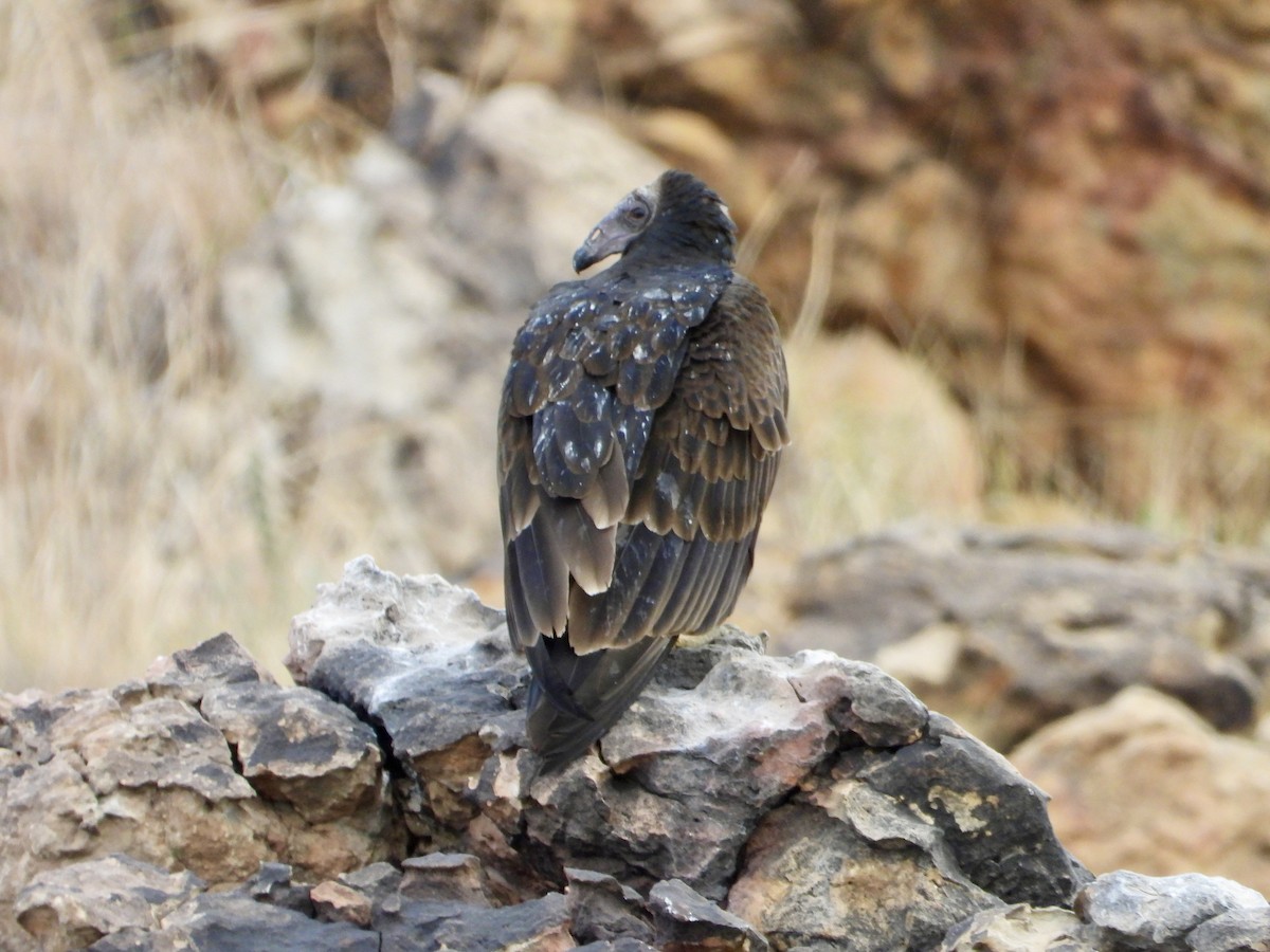 Turkey Vulture - ML624319965