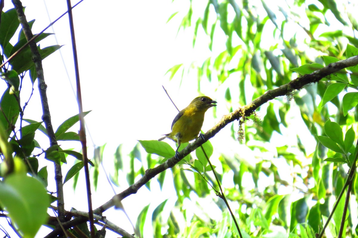 Violaceous Euphonia - ML624320128