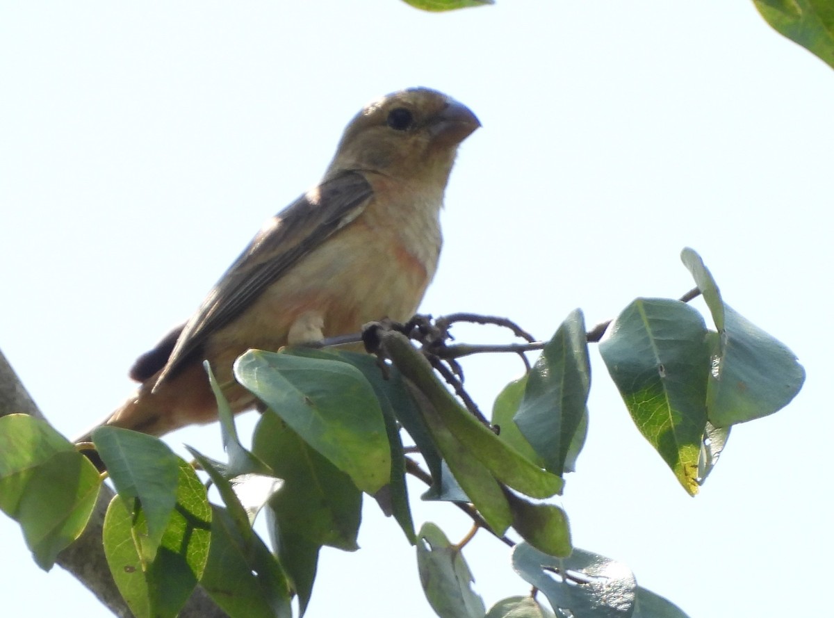 Ruddy-breasted Seedeater - ML624320155