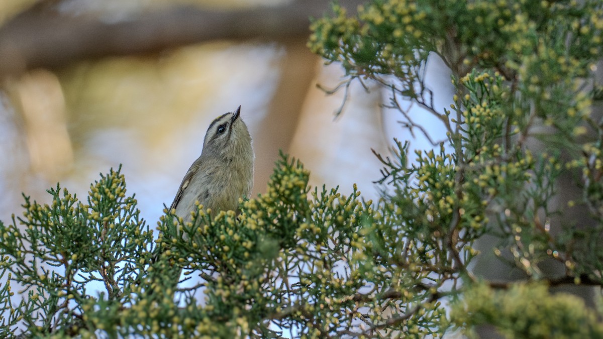 Golden-crowned Kinglet - ML624320572