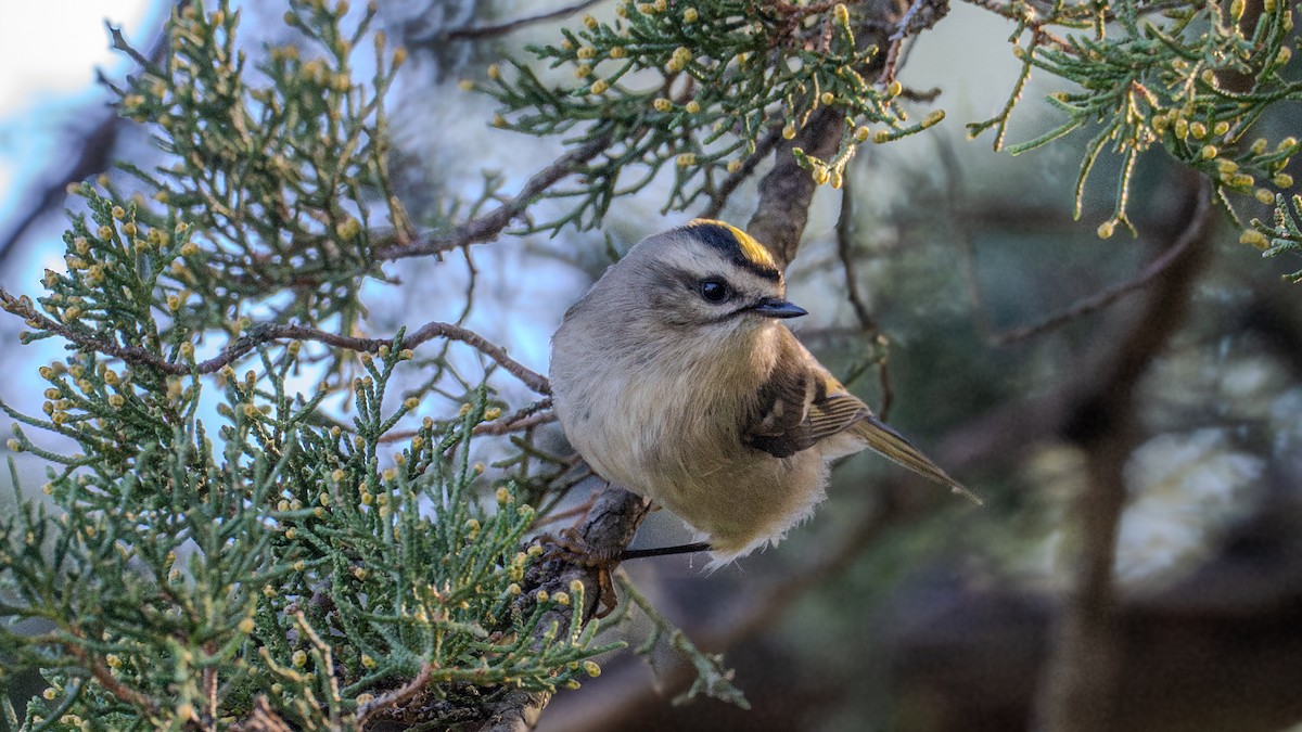 Golden-crowned Kinglet - ML624320574