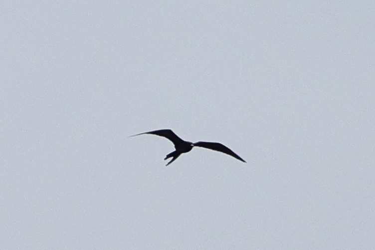 Magnificent Frigatebird - ML624320620