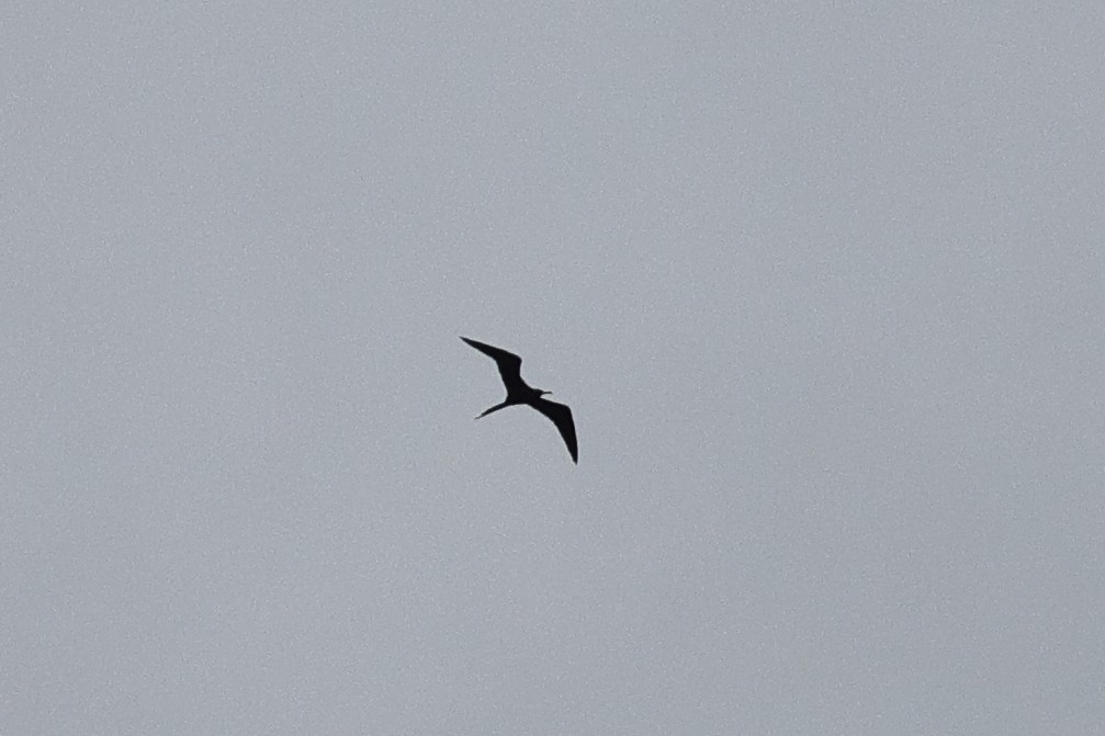 Magnificent Frigatebird - ML624320630