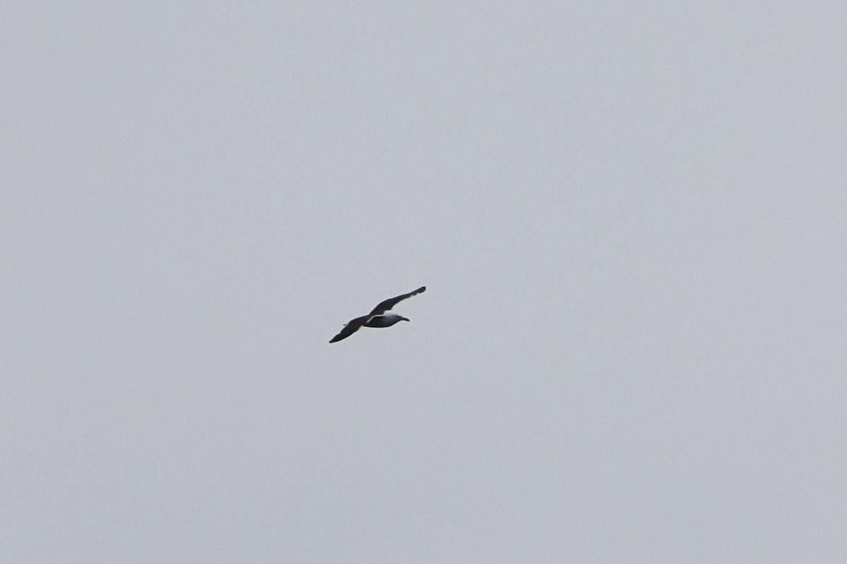 Lesser Black-backed Gull - ML624320649