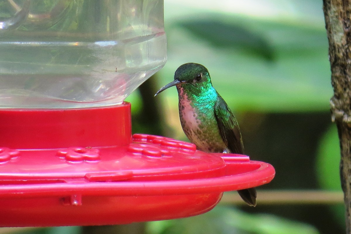 Versicolored Emerald - Cristiane Bolochio Cris