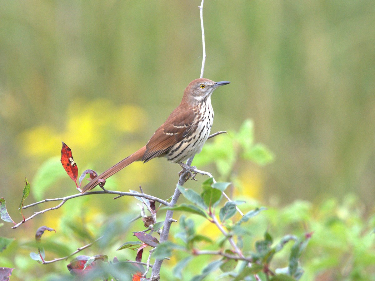 Brown Thrasher - ML624320785