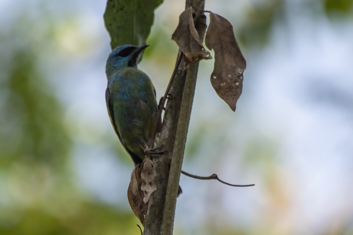 Blue Dacnis - ML624320882