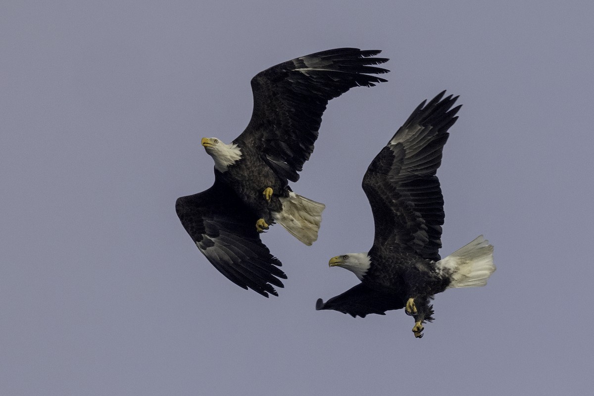 Bald Eagle - ML624321223