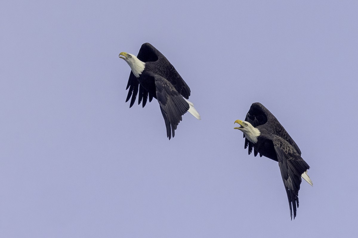 Bald Eagle - ML624321224