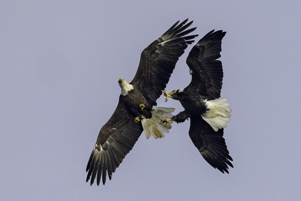 Bald Eagle - ML624321225