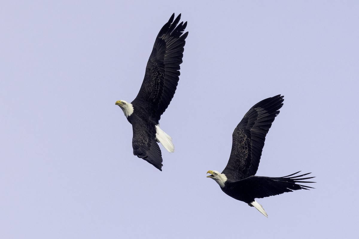 Bald Eagle - ML624321226