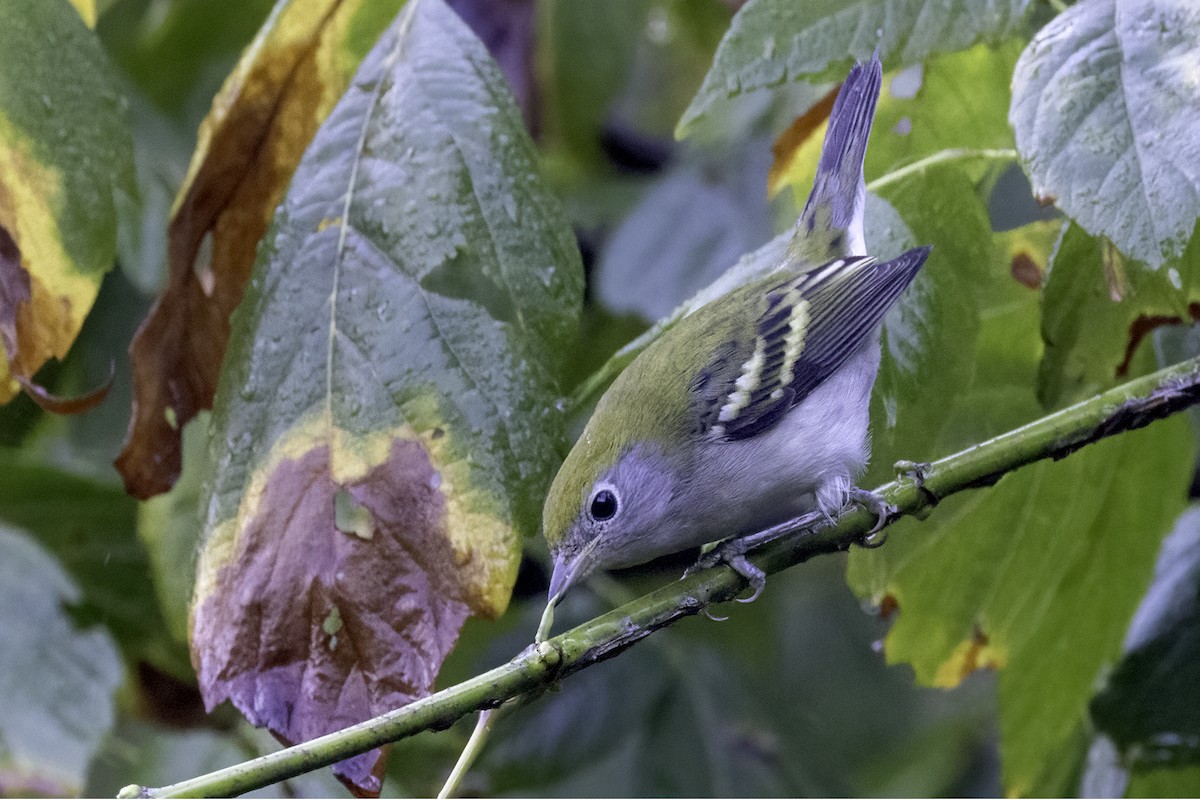 Chestnut-sided Warbler - ML624321346