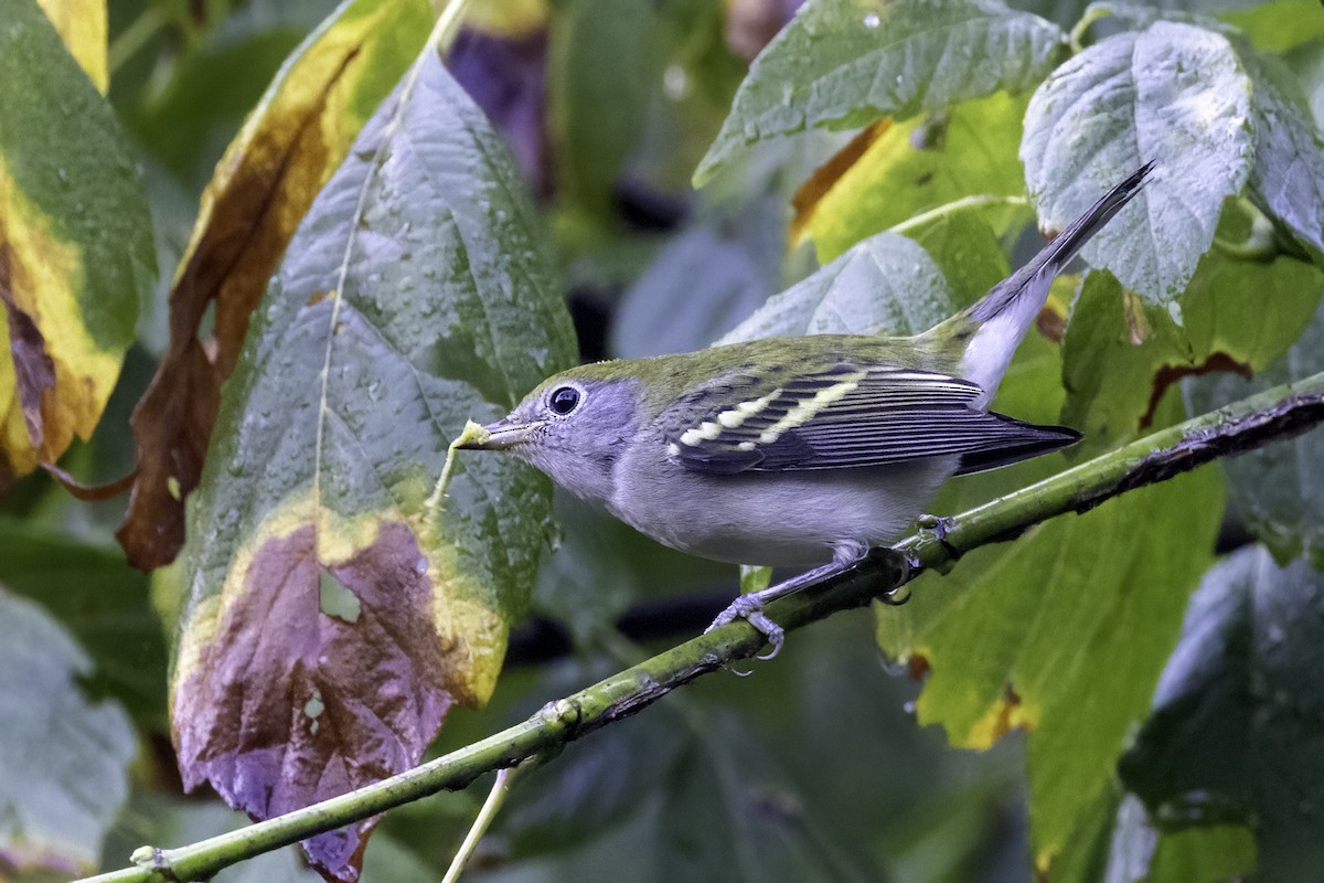 Chestnut-sided Warbler - ML624321347