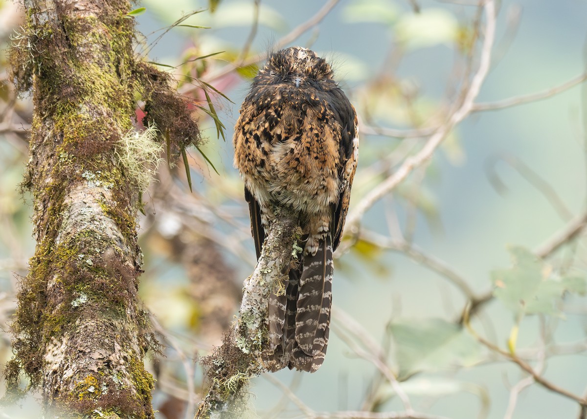 Andean Potoo - ML624321364