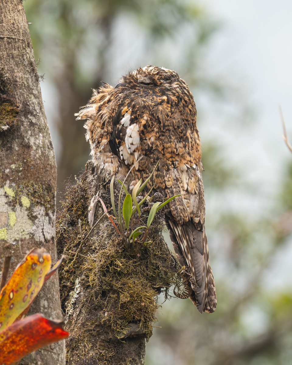 Andean Potoo - ML624321365