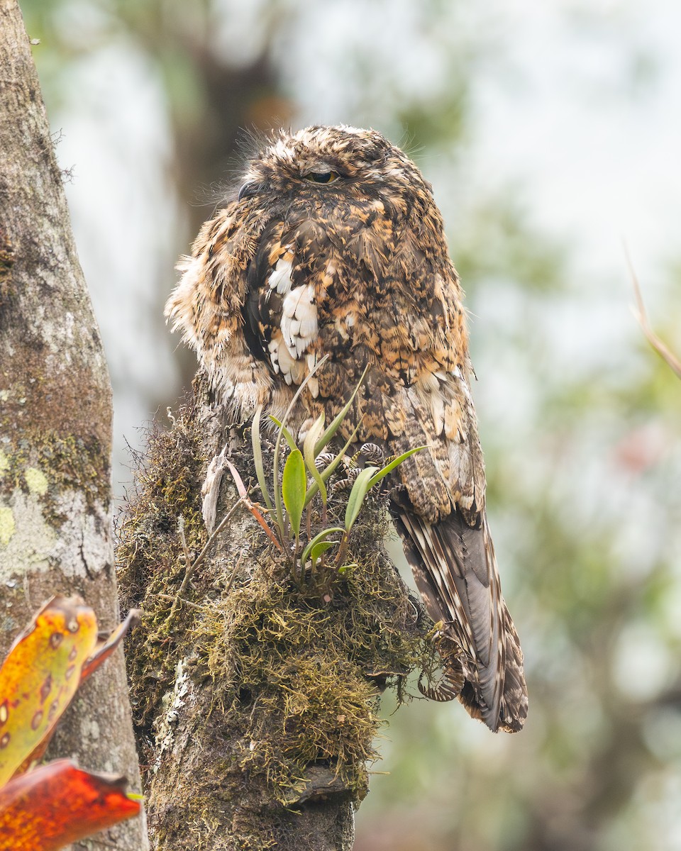 Andean Potoo - ML624321366