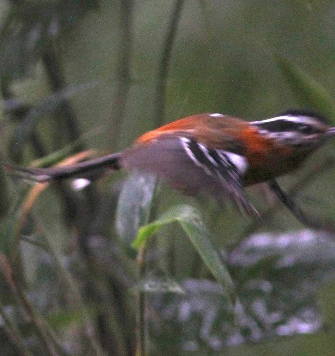 Bertoni's Antbird - ML62432141